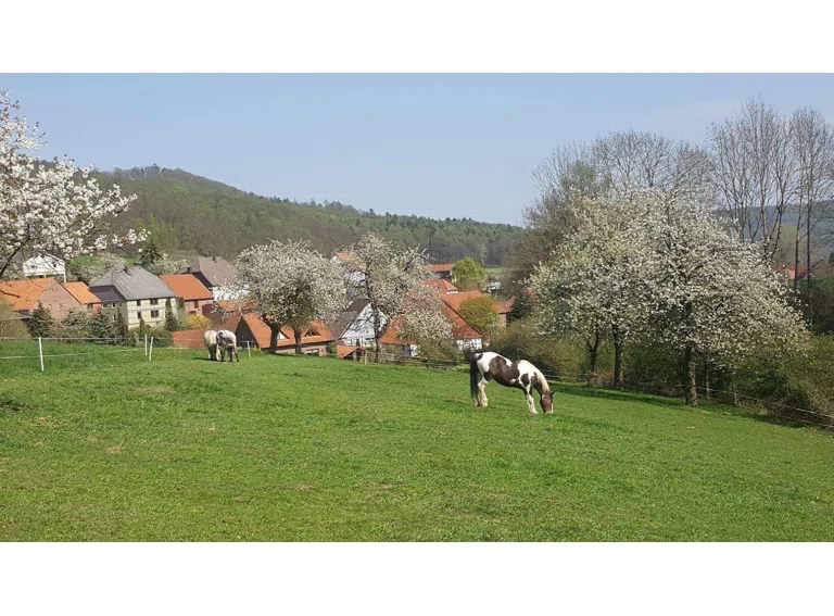 Pferdeweide mit Kirschbäumen