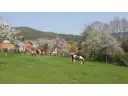 Pferdeweide mit Kirschbäumen
