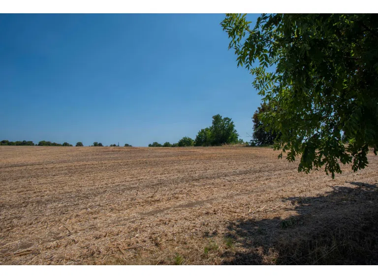Blick ins Feld