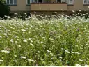 Die Natur
