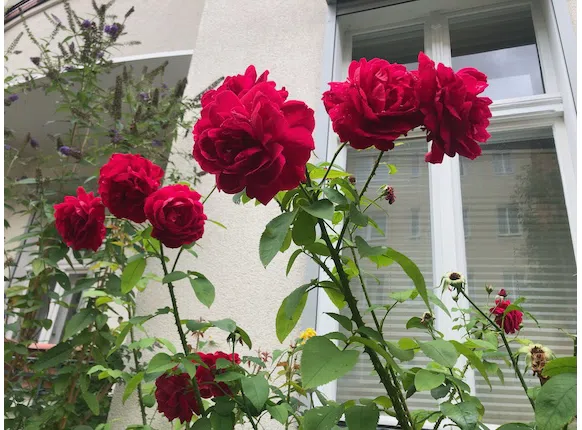 Die Rosen