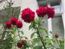 Die Rosen