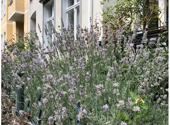 Der Lavendel