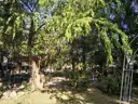 Park mit Baumbestand