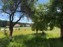 Wiese