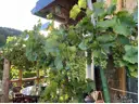 Biergarten