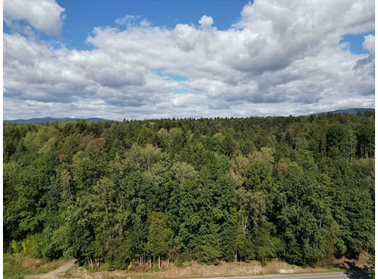 Mischwald