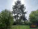 Opas_Schwarzkiefer