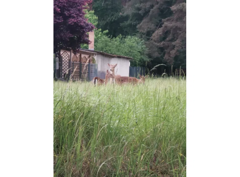 Manchmal Rehe Nachbargrundstüc