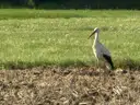 Besuch im Garten