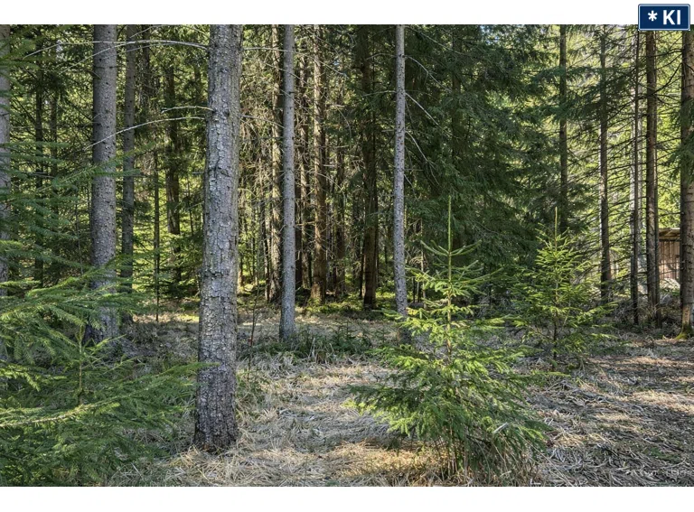 Waldstück