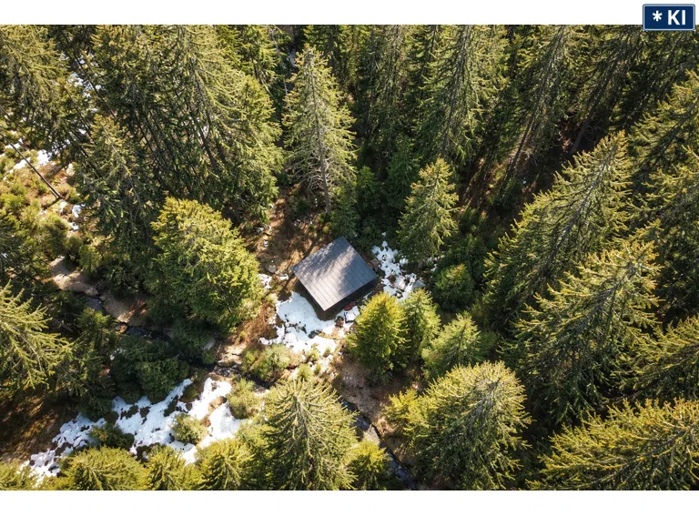 Luftbild Waldlichtung