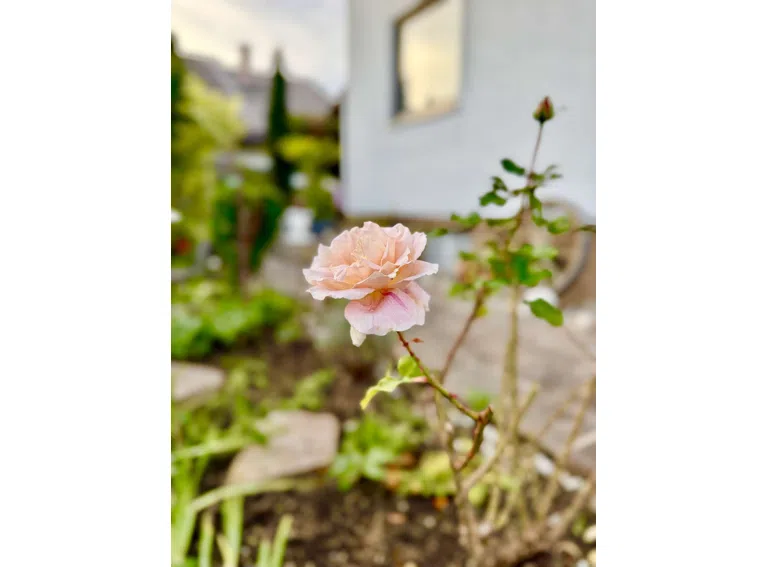 Letzter Sommergruß