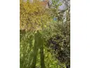 14 Gartengrenze