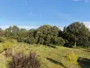 Blick auf die Obstwiese