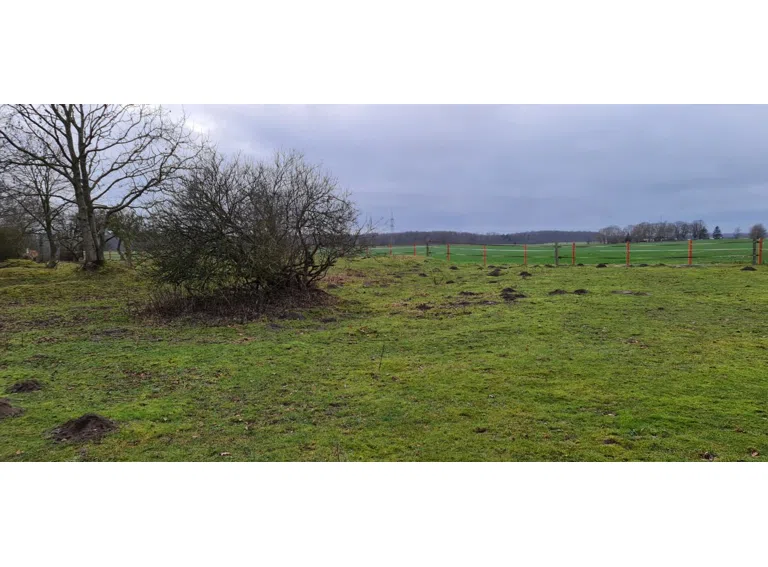 Weideland