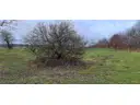 Weideland
