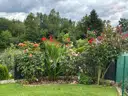 Garten Pflanzen